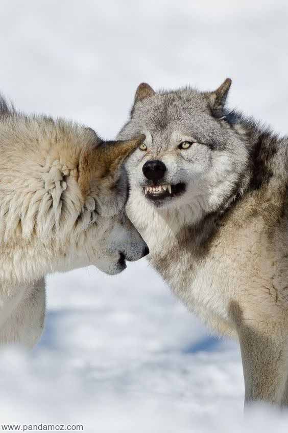غذا دادن به گرگ های درون خود