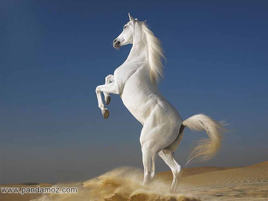 اسب سفید زیبا