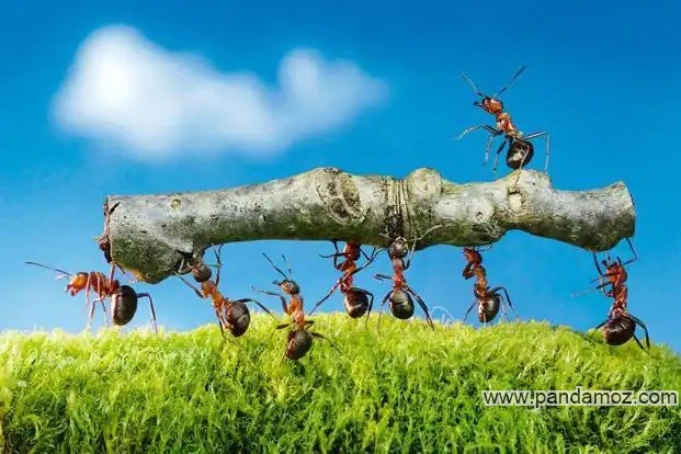 عکس مورچه ها از فاصله بسیار نزدیک در حال حمل بار سنگین، حمل یک تکه شاخه کوچک خشک شده درخت که برای مورچگان سنگین است
