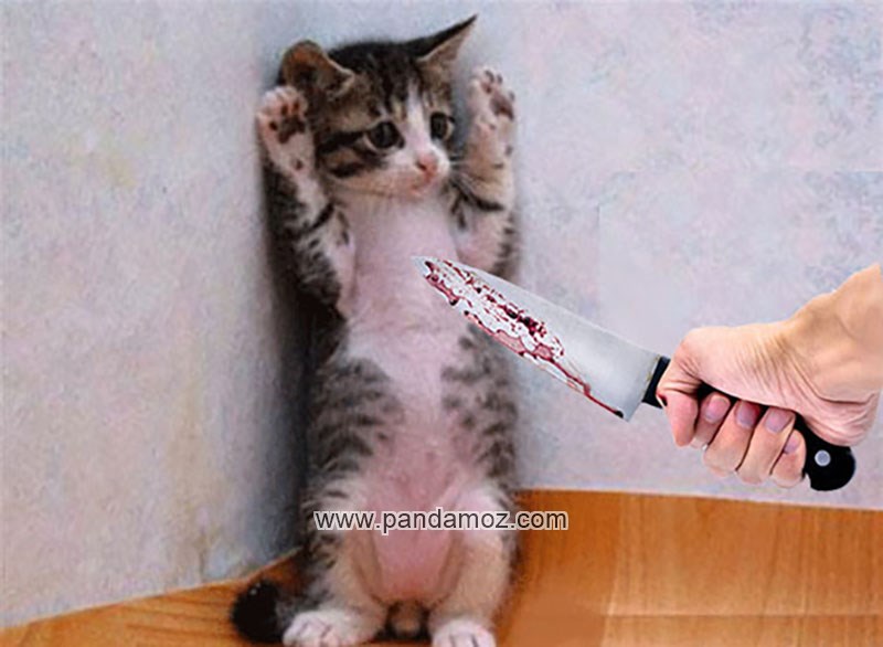 عکس گربه ایی که دستهایش را بالا گرفته (به علامت تسلیم) و عکس یک چاقوی خون آلود که در دستان فردی به سمت گربه نشانه رفته است