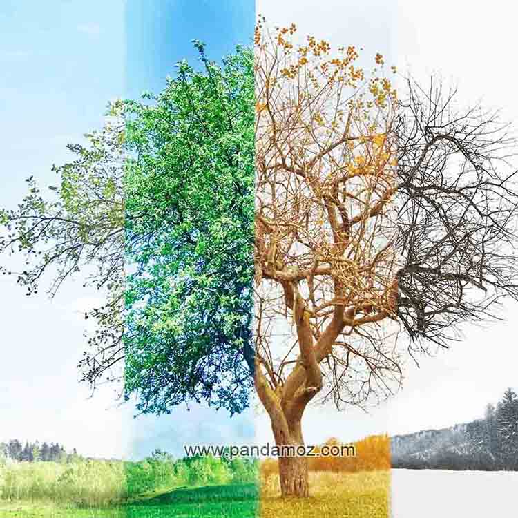 عکس یک درخت در فصول مختلف سال. در تصویر قسمت های مختلف و احزاء یک درخت به صورت چهار فصل بهار، تابستان، پاییز و زمستان با رنگهای مختلف نقاشی شده است