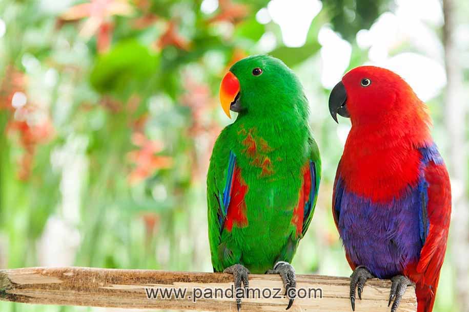 عکس دو طوطی زیبا که بر روی شاخه درختی نشسته اند. در تصویر یکی از طوطی ها سبز رنگ و دیگری قرمز رنگ است